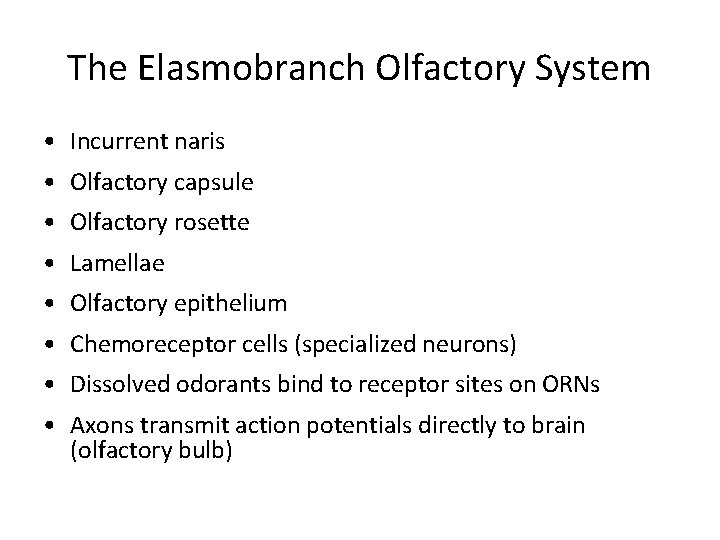 The Elasmobranch Olfactory System • Incurrent naris • Olfactory capsule • Olfactory rosette •