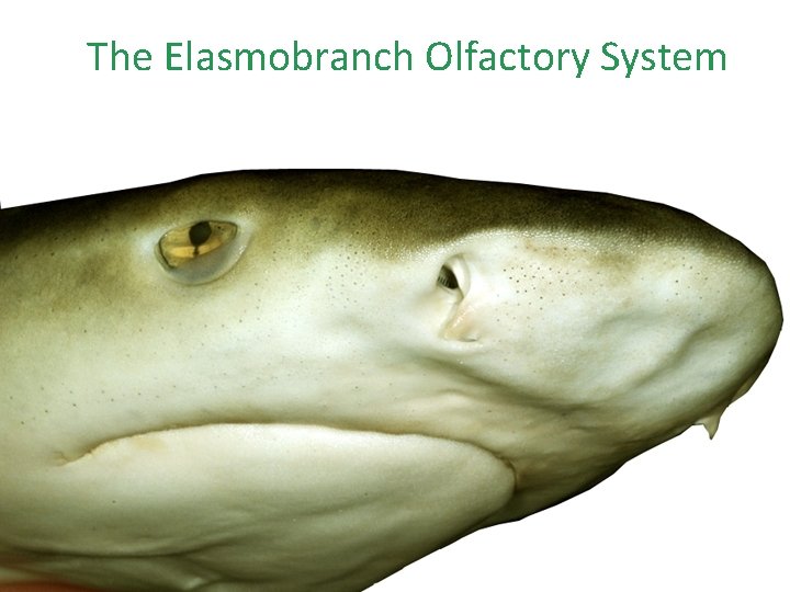 The Elasmobranch Olfactory System 