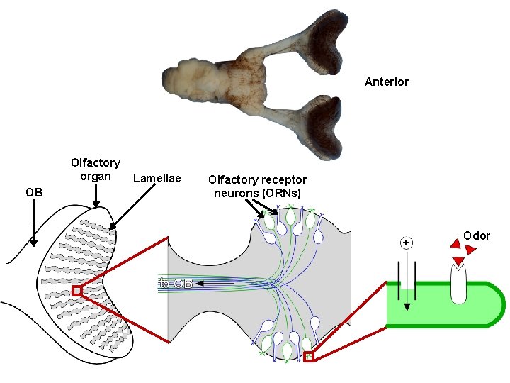 Anterior Olfactory organ OB Lamellae Olfactory receptor neurons (ORNs) + Odor 