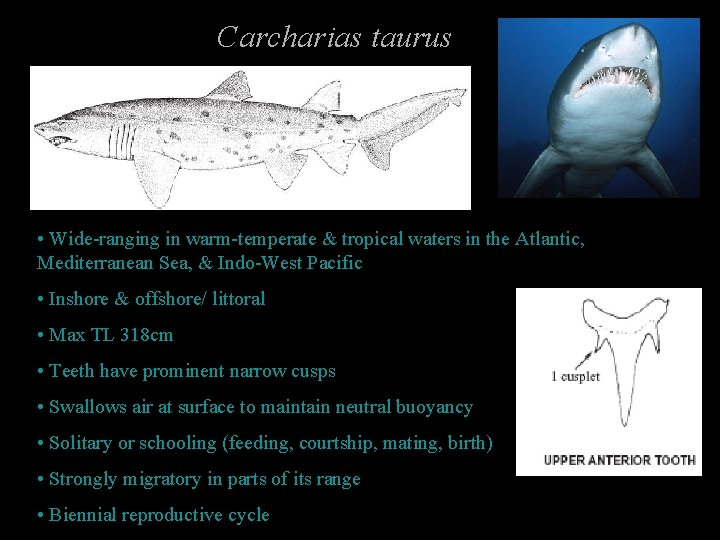 Carcharias taurus • Wide-ranging in warm-temperate & tropical waters in the Atlantic, Mediterranean Sea,