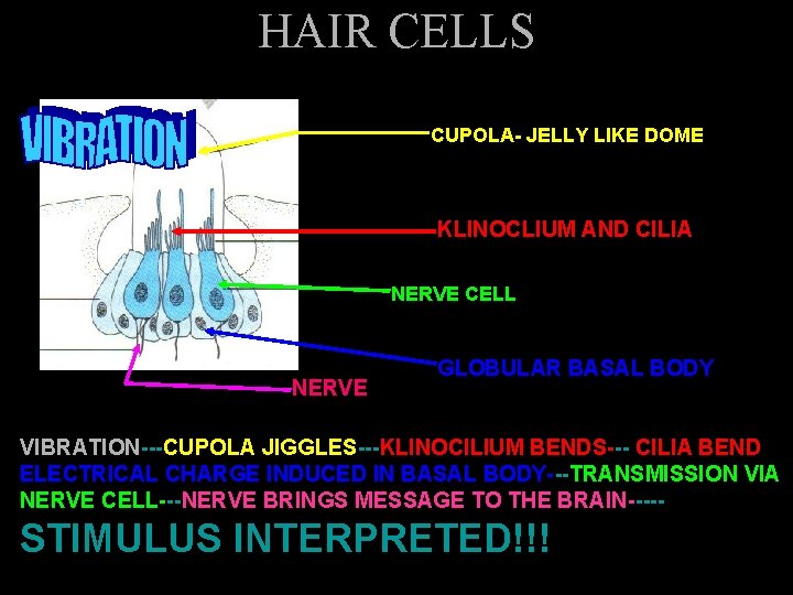 HAIR CELLS CUPOLA- JELLY LIKE DOME KLINOCLIUM AND CILIA NERVE CELL NERVE GLOBULAR BASAL