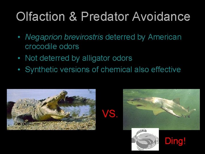 Olfaction & Predator Avoidance • Negaprion brevirostris deterred by American crocodile odors • Not