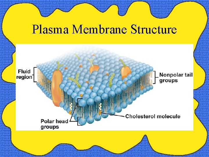 Plasma Membrane Structure 