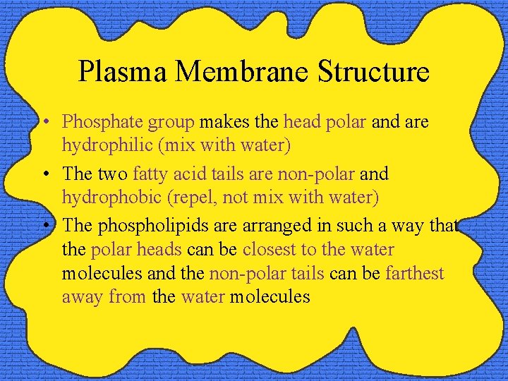 Plasma Membrane Structure • Phosphate group makes the head polar and are hydrophilic (mix
