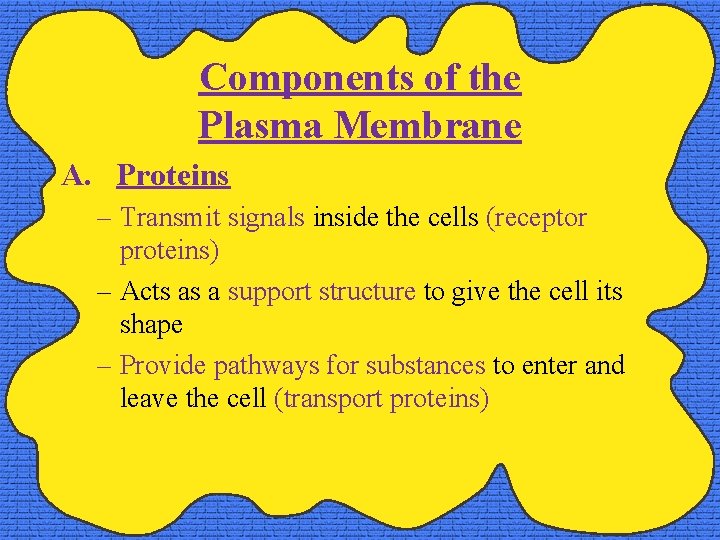 Components of the Plasma Membrane A. Proteins – Transmit signals inside the cells (receptor