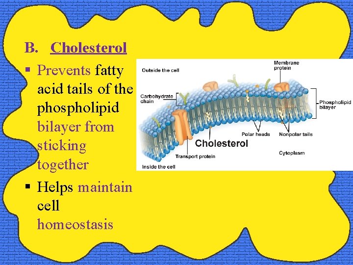 B. Cholesterol § Prevents fatty acid tails of the phospholipid bilayer from sticking together