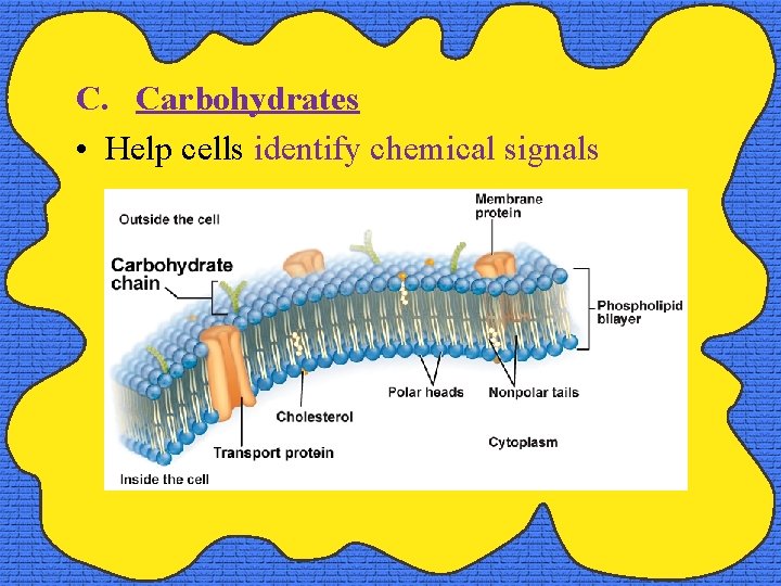 C. Carbohydrates • Help cells identify chemical signals 