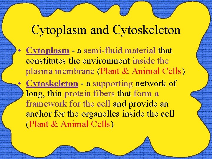 Cytoplasm and Cytoskeleton • Cytoplasm - a semi-fluid material that constitutes the environment inside