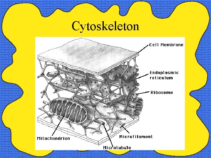 Cytoskeleton 