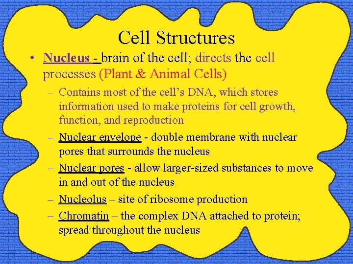 Cell Structures • Nucleus - brain of the cell; directs the cell processes (Plant