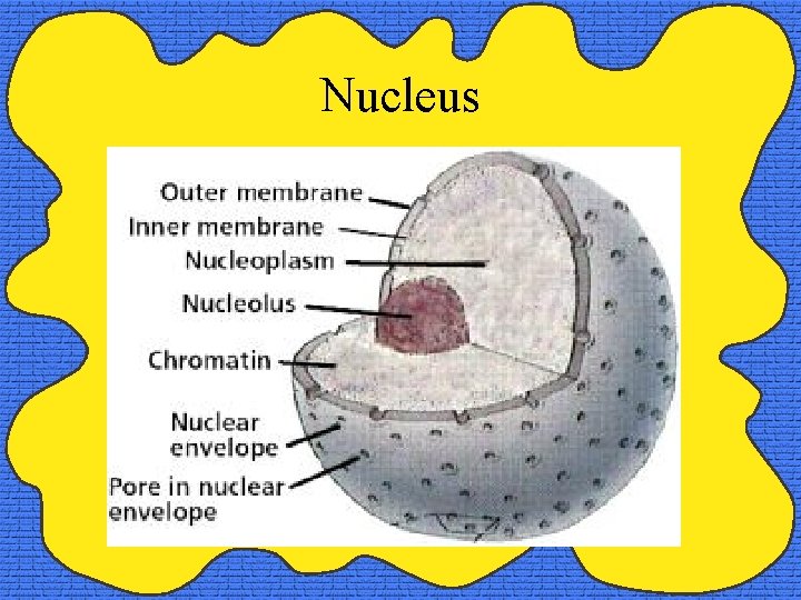 Nucleus 