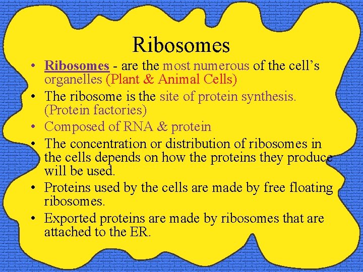 Ribosomes • Ribosomes - are the most numerous of the cell’s organelles (Plant &
