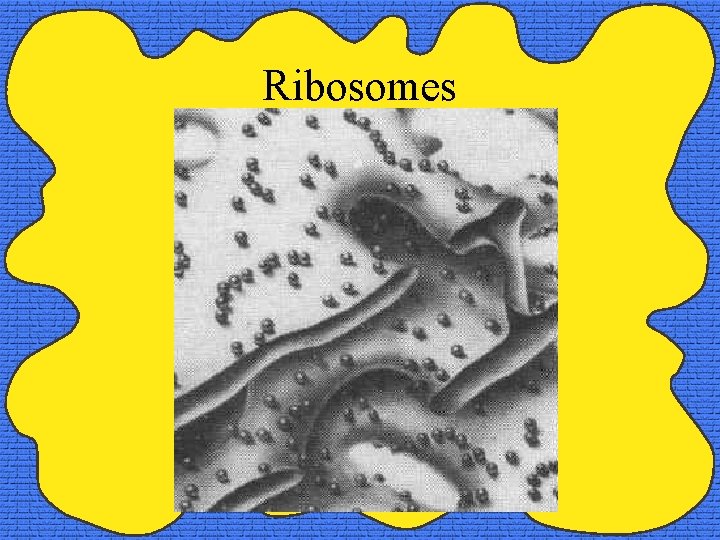 Ribosomes 