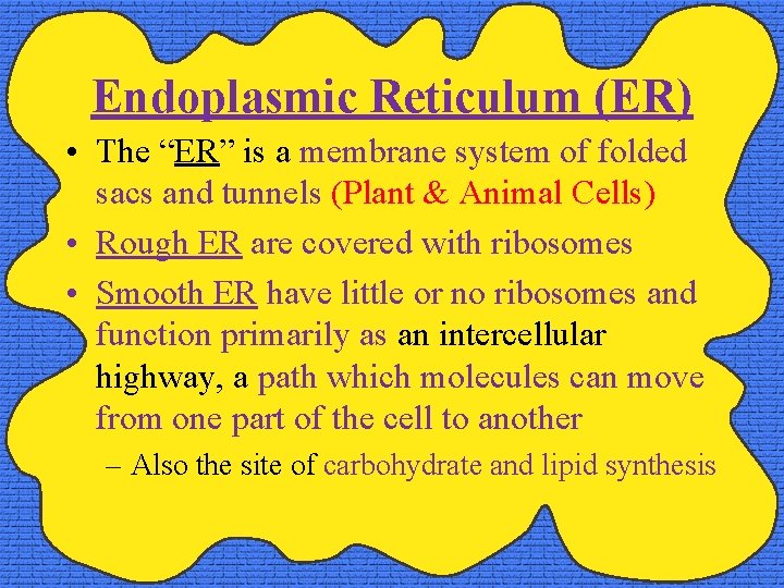 Endoplasmic Reticulum (ER) • The “ER” is a membrane system of folded sacs and