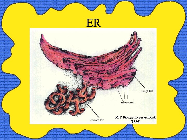 ER 