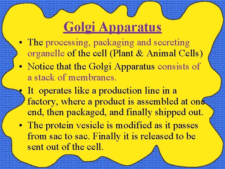 Golgi Apparatus • The processing, packaging and secreting organelle of the cell (Plant &