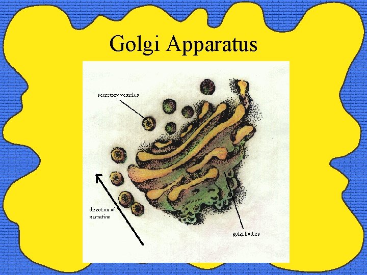 Golgi Apparatus 