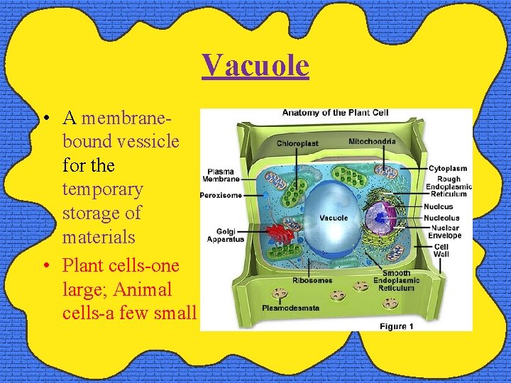 Vacuole • A membranebound vessicle for the temporary storage of materials • Plant cells-one
