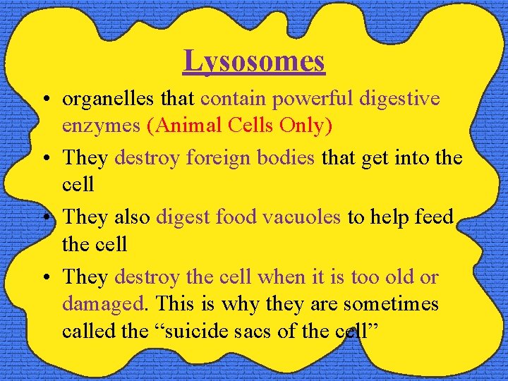 Lysosomes • organelles that contain powerful digestive enzymes (Animal Cells Only) • They destroy