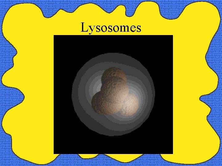 Lysosomes 