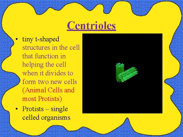 Centrioles • tiny t-shaped structures in the cell that function in helping the cell