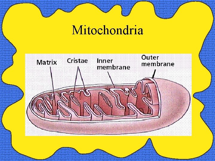 Mitochondria 