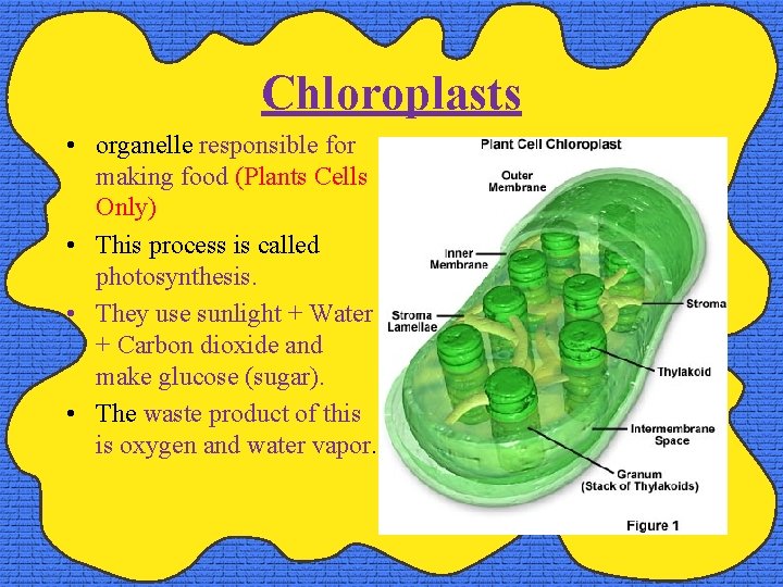 Chloroplasts • organelle responsible for making food (Plants Cells Only) • This process is