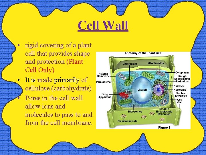 Cell Wall • rigid covering of a plant cell that provides shape and protection