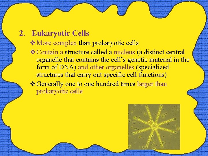 2. Eukaryotic Cells v. More complex than prokaryotic cells v. Contain a structure called
