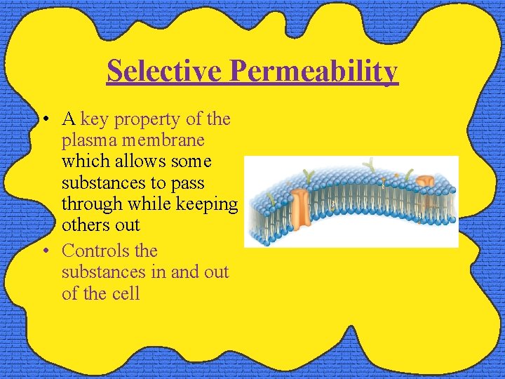 Selective Permeability • A key property of the plasma membrane which allows some substances