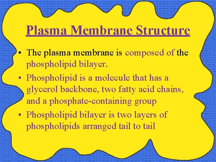 Plasma Membrane Structure • The plasma membrane is composed of the phospholipid bilayer. •