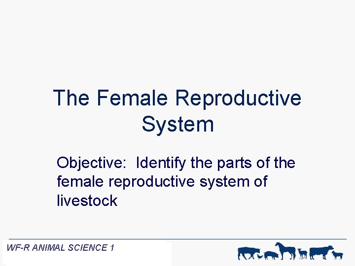The Female Reproductive System Objective: Identify the parts of the female reproductive system of