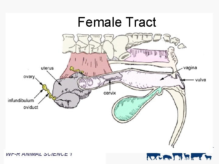 Female Tract WF-R ANIMAL SCIENCE 1 