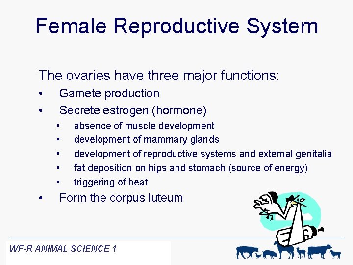 Female Reproductive System The ovaries have three major functions: • • Gamete production Secrete