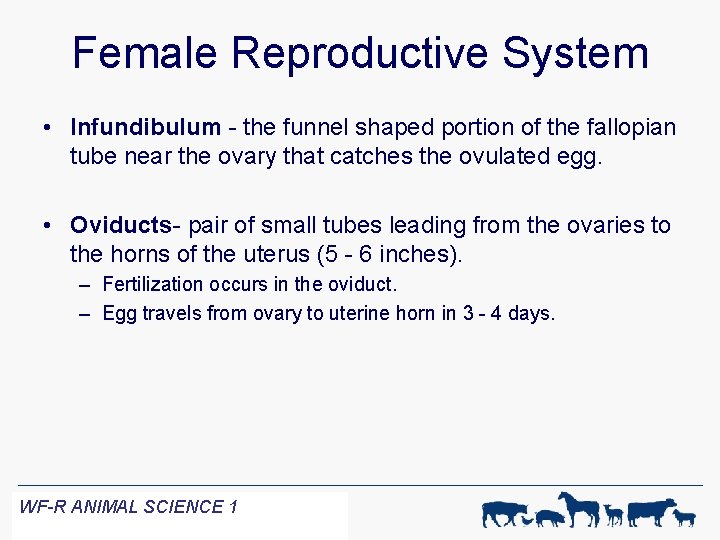 Female Reproductive System • Infundibulum - the funnel shaped portion of the fallopian tube