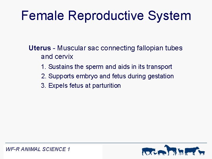 Female Reproductive System Uterus - Muscular sac connecting fallopian tubes and cervix 1. Sustains