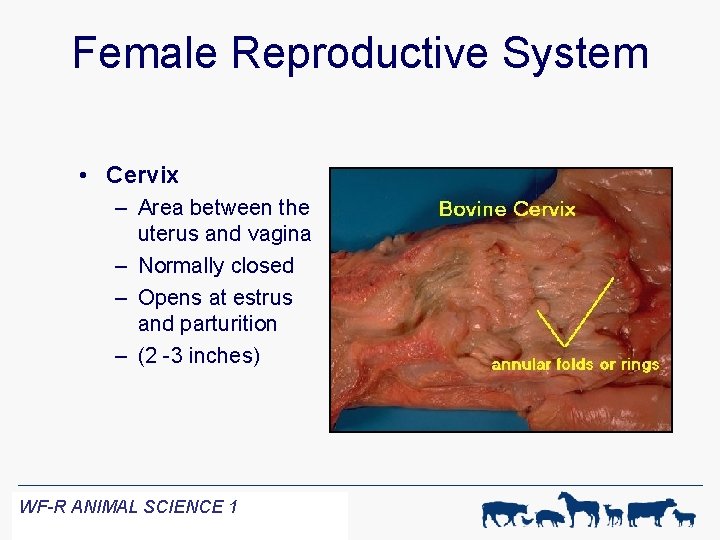 Female Reproductive System • Cervix – Area between the uterus and vagina – Normally