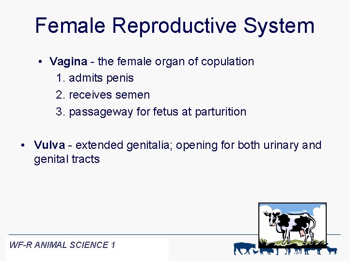 Female Reproductive System • Vagina - the female organ of copulation 1. admits penis