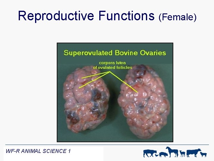 Reproductive Functions (Female) WF-R ANIMAL SCIENCE 1 