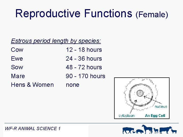 Reproductive Functions (Female) Estrous period length by species: Cow 12 - 18 hours Ewe