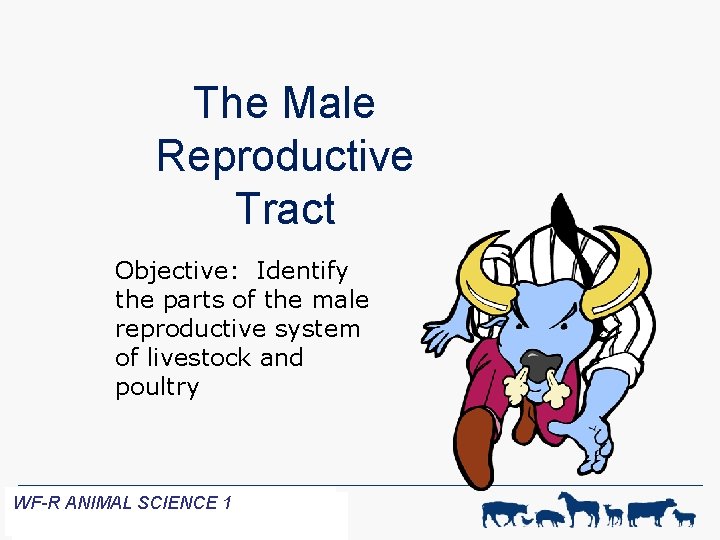 The Male Reproductive Tract Objective: Identify the parts of the male reproductive system of