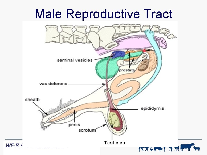 Male Reproductive Tract WF-R ANIMAL SCIENCE 1 