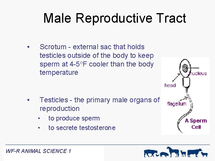 Male Reproductive Tract • Scrotum - external sac that holds testicles outside of the