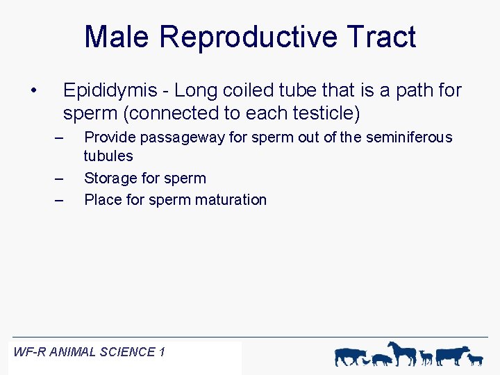 Male Reproductive Tract • Epididymis - Long coiled tube that is a path for