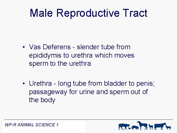 Male Reproductive Tract • Vas Deferens - slender tube from epididymis to urethra which