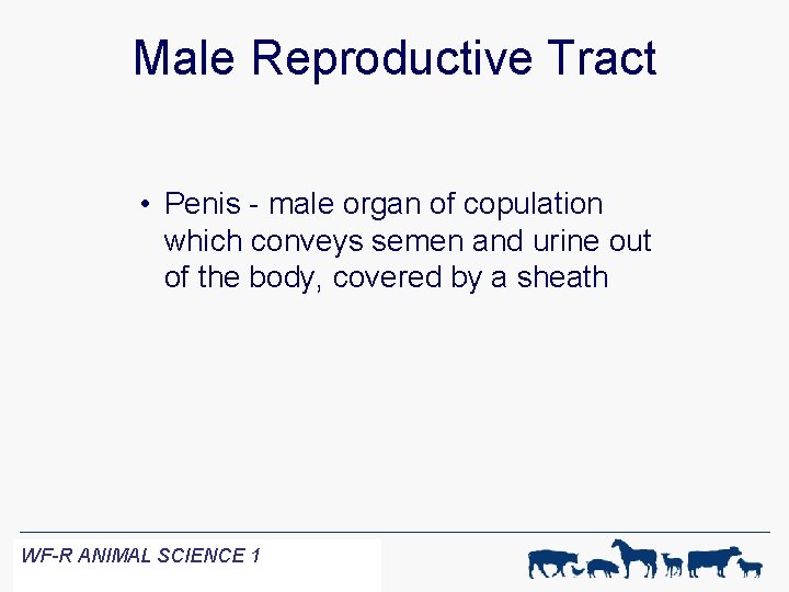 Male Reproductive Tract • Penis - male organ of copulation which conveys semen and