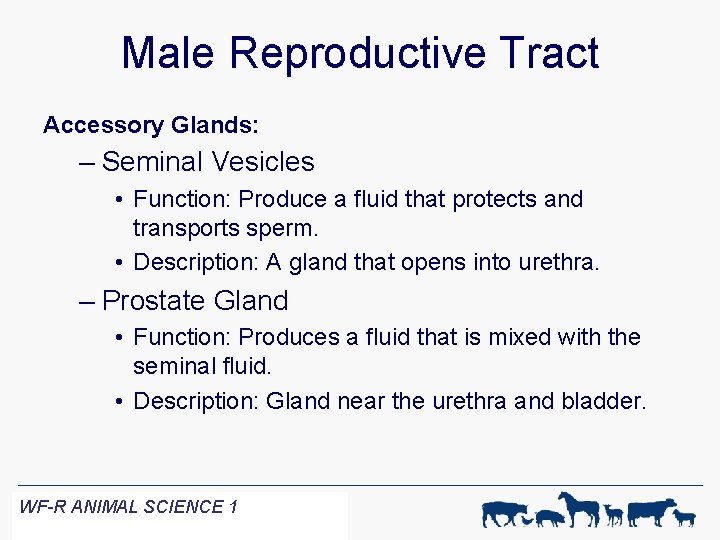 Male Reproductive Tract Accessory Glands: – Seminal Vesicles • Function: Produce a fluid that