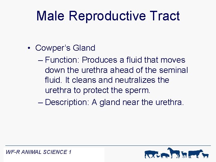 Male Reproductive Tract • Cowper’s Gland – Function: Produces a fluid that moves down