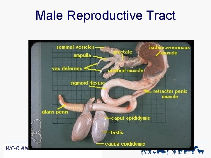 Male Reproductive Tract WF-R ANIMAL SCIENCE 1 