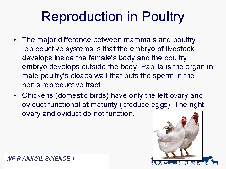 Reproduction in Poultry • The major difference between mammals and poultry reproductive systems is